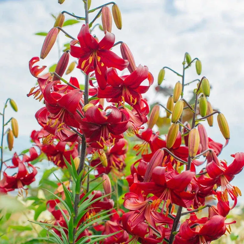 red-velvet-lily Red Velvet Lily