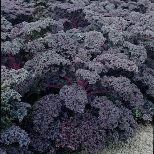 redbor-purple-kale Redbor Purple Kale