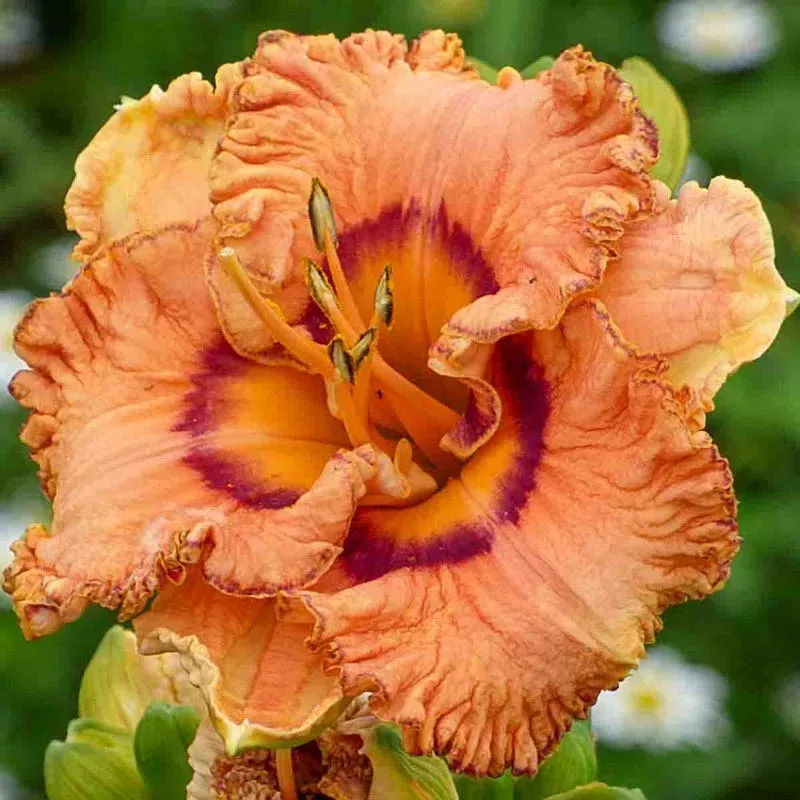 Remembering Grace Reblooming Daylily