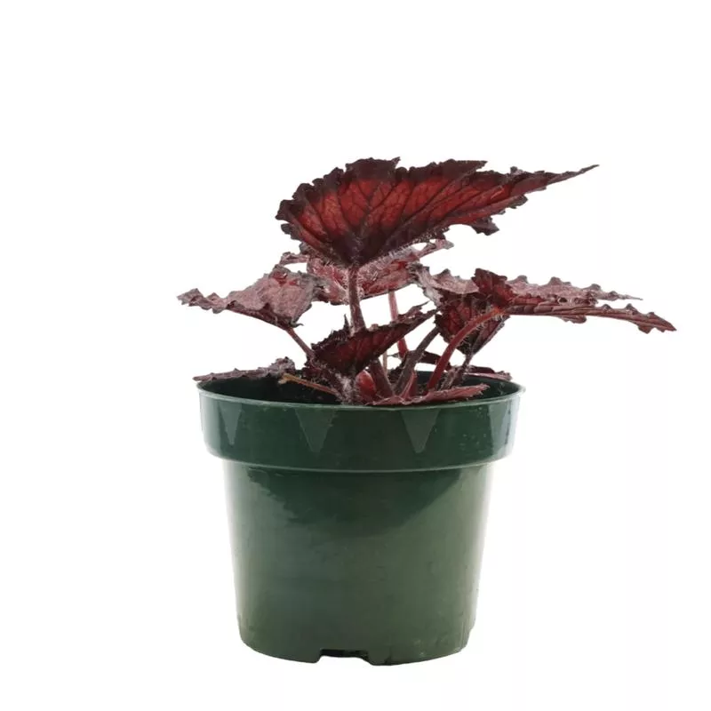 Rex Begonia ‘Red Splash’