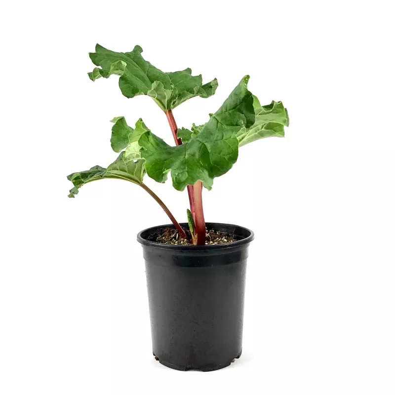 rhubarb-1-gal-canada-red Rhubarb 1 gal Canada Red