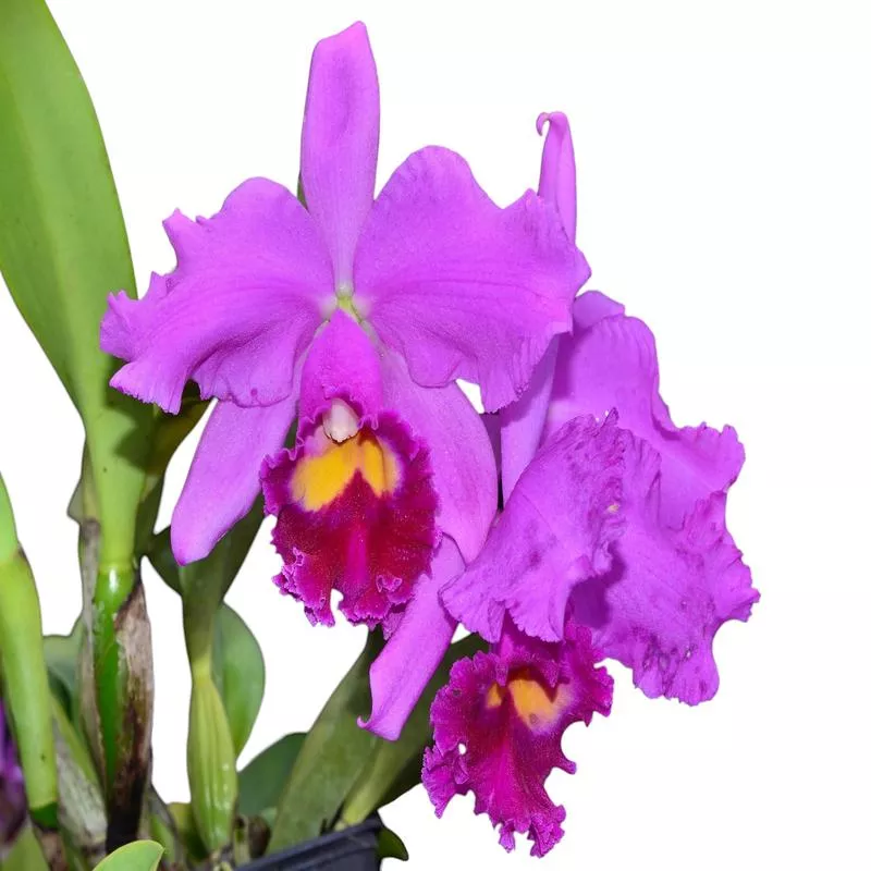 rhyncholaeliocattleya-amazone-baby Rhyncholaeliocattleya Amazone Baby