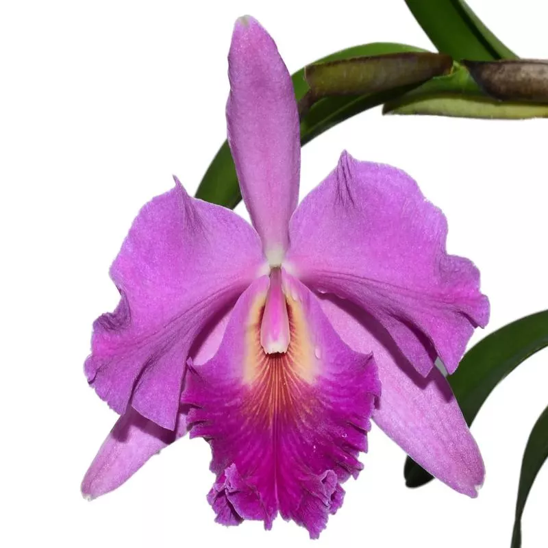 rhyncholaeliocattleya-carmelita-de-arosemena Rhyncholaeliocattleya Carmelita de Arosemena