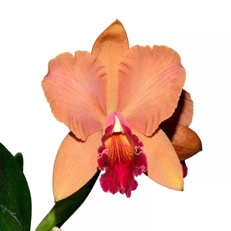 rhyncholaeliocattleya-kiat-tan Rhyncholaeliocattleya Kiat Tan