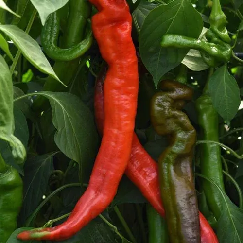 ristra-cayenne-ii-pepper Ristra Cayenne II Pepper