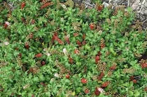 Rivina humilis