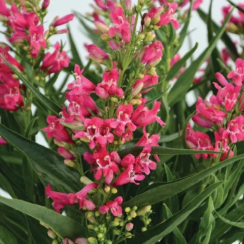 rock-candy-ruby-beardtongue Rock Candy Ruby Beardtongue