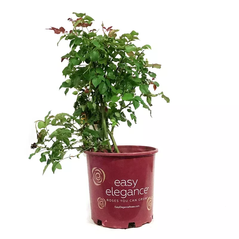rose-2-gal-easy-el-high-voltage Rose 2 gal Easy El. High Voltage