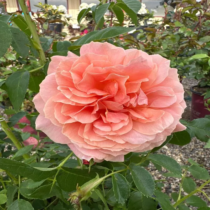ROSE ‘AT LAST’ PW
