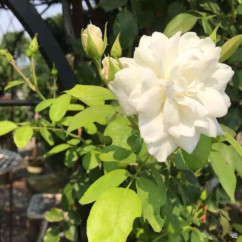 rose-iceberg-bareroot Rose ‘Iceberg’ Bareroot