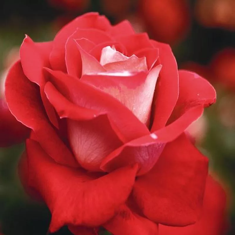 rose-love ROSE Love