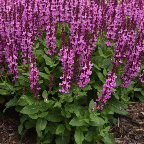Rose Marvel Meadow Sage
