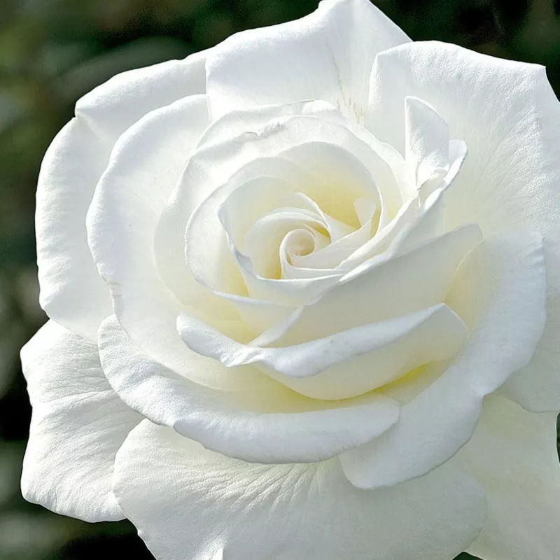 rose-sugar-moon-full-classic-very-fragrant Rose Sugar Moon – Full, Classic, Very Fragrant