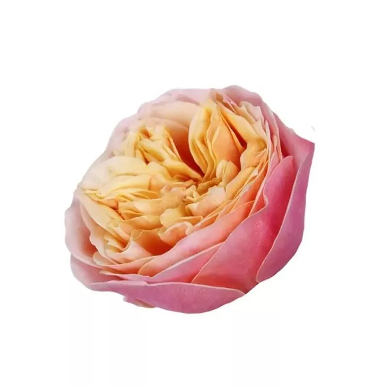rose-vuvuzela-40-stem-bunch Rose Vuvuzela – 40 Stem Bunch