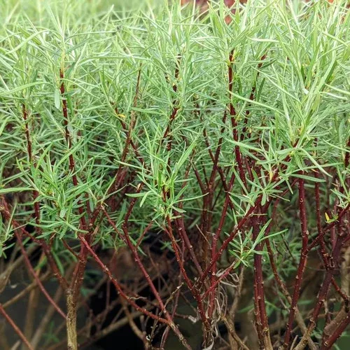 rosemary-willow Rosemary Willow