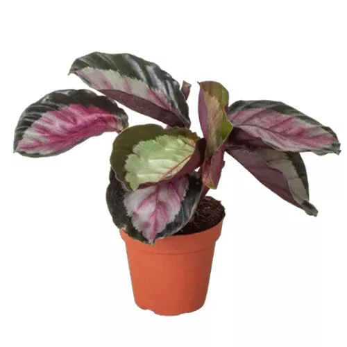 roseopicta-silvia-calathea Roseopicta Silvia Calathea