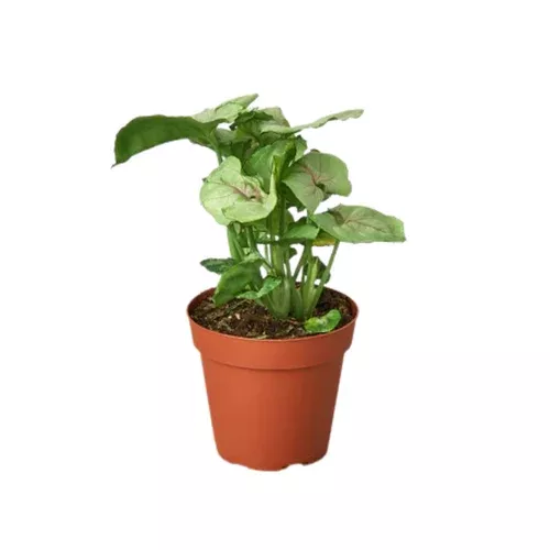 roxana-arrowhead-plant Roxana Arrowhead Plant
