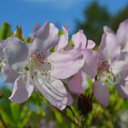 royal-azalea Royal Azalea
