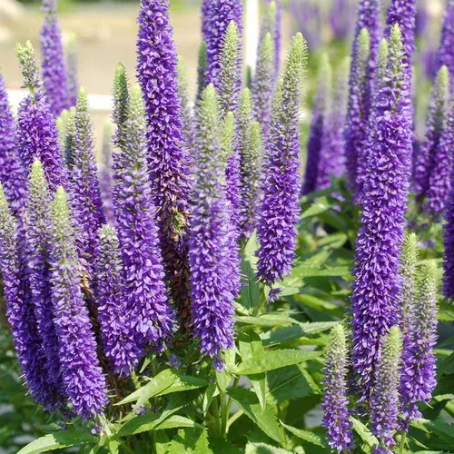 royal-candles-speedwell Royal Candles Speedwell