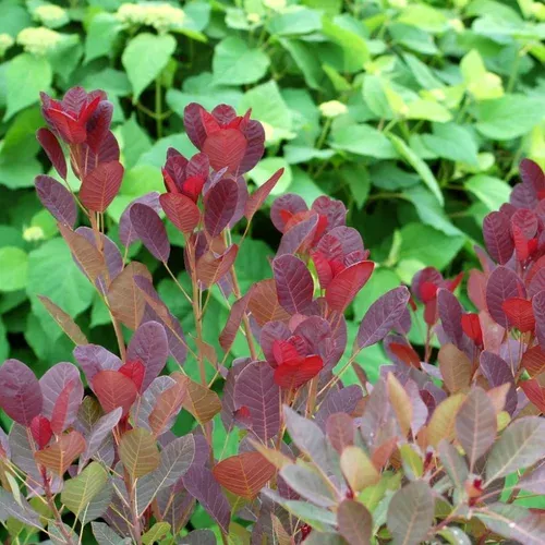 Royal Purple Smoketree