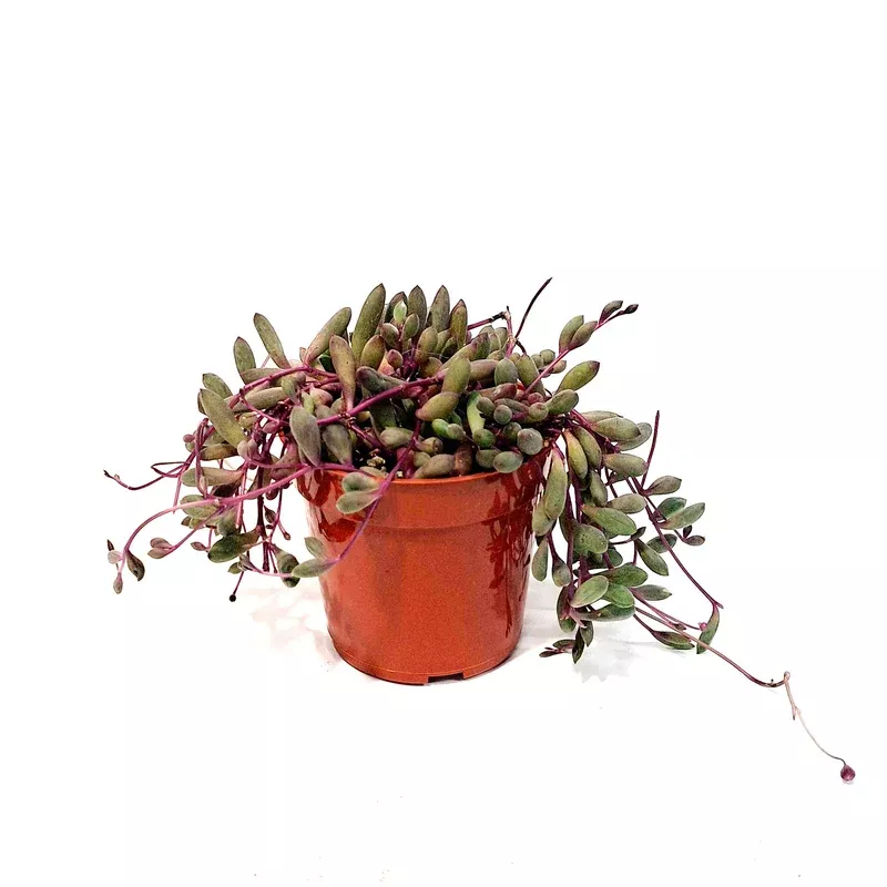 ruby-necklace-plant-othonna-capensis Ruby Necklace Plant- Othonna Capensis