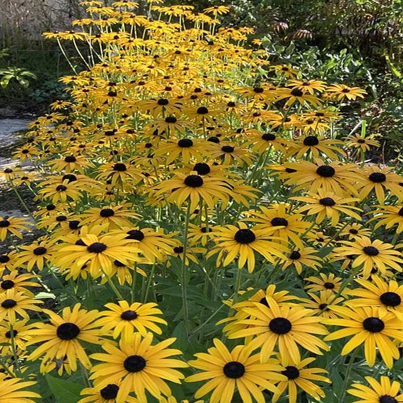 rudbeckia-fulgida-var-deamii RUDBECKIA FULGIDA var.DEAMII