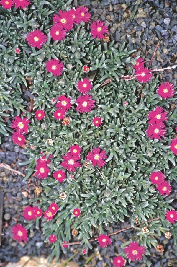 Ruschia indurata