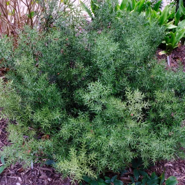 ruscus-aculeatus-var-angustifolius-chenault Ruscus aculeatus var. angustifolius ‘Chenault’