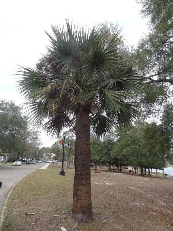 sabal-defuniak Sabal ‘DeFuniak’