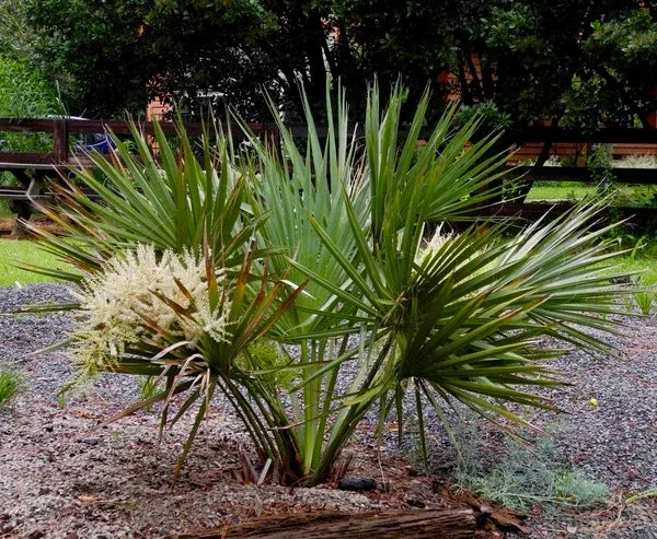 sabal-etonia Sabal etonia