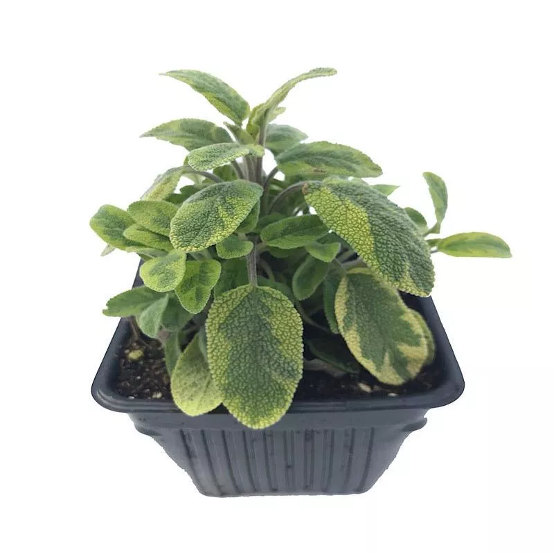 Sage ‘Golden’4 inch
