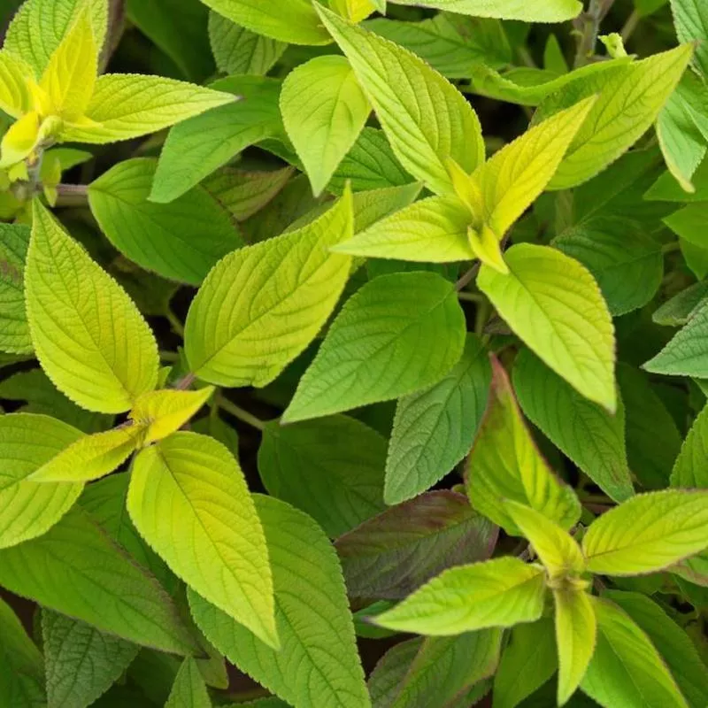 sage-pineapple-salvia SAGE PINEAPPLE SALVIA