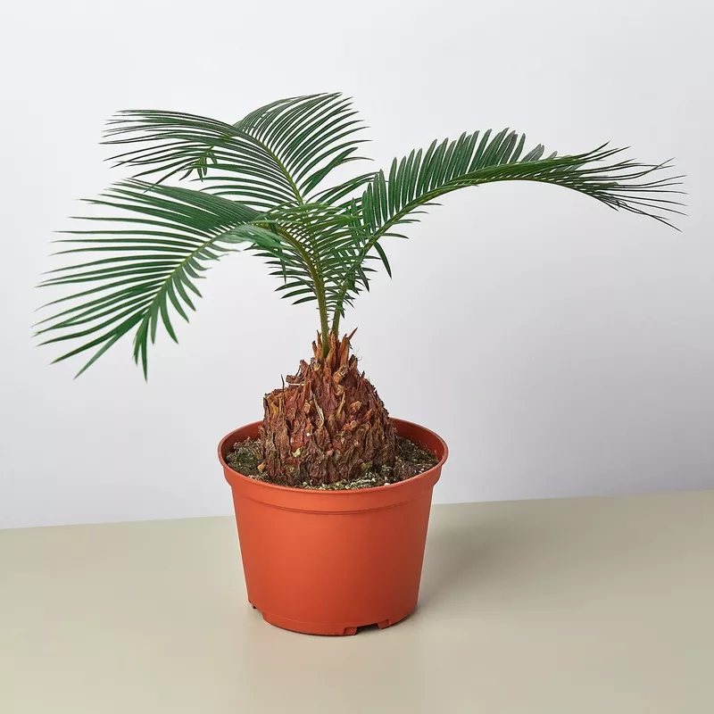 sago-palm Sago Palm