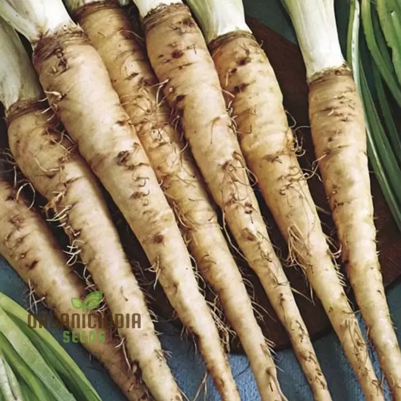 salsify-seeds-elevate-your-gardening-experience-with-nutritious-versatile-root-v Salsify Seeds, Elevate Your Gardening Experience with Nutritious and Versatile Root Vegetables