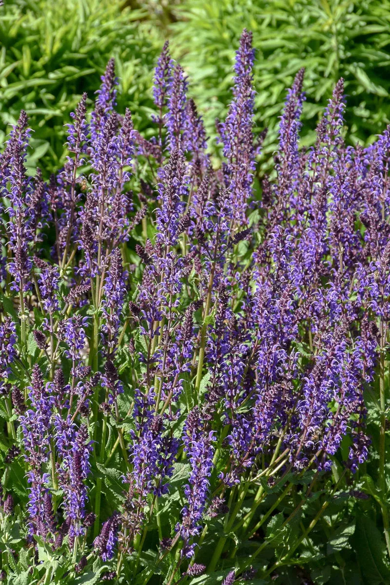 salvia-blue-by-you Salvia Blue By You