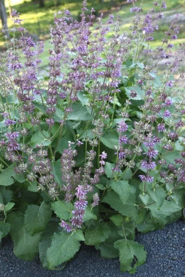 salvia-endless-love-pp-21-707 Salvia ‘Endless Love’ PP 21,707
