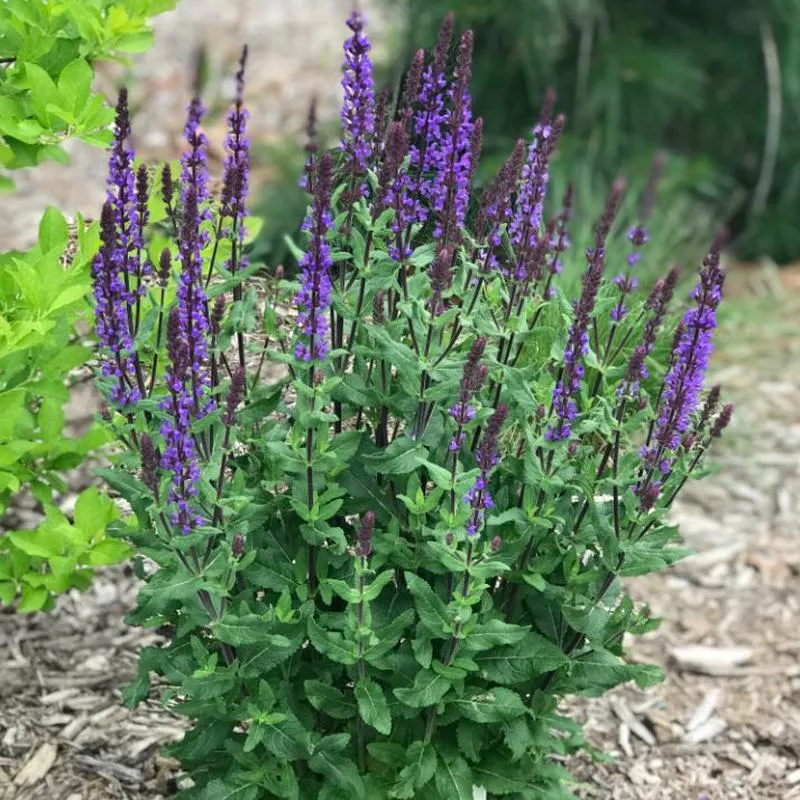 Salvia nemorosa ‘Caramia’