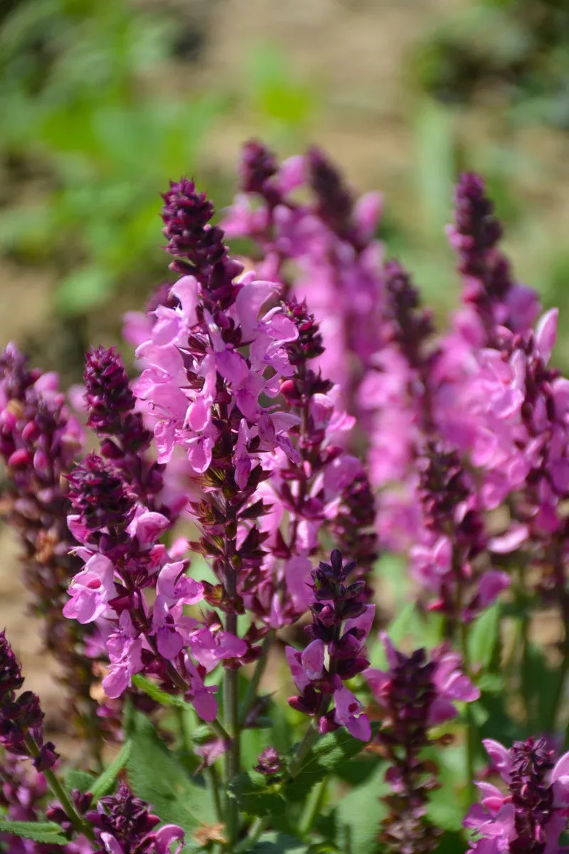 salvia-pink-nebula Salvia, Pink Nebula