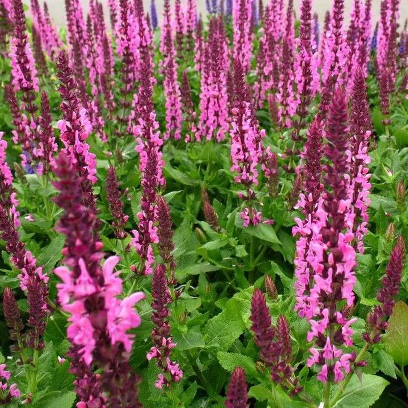 SALVIA SENSATION DEEP ROSE – QUART POT