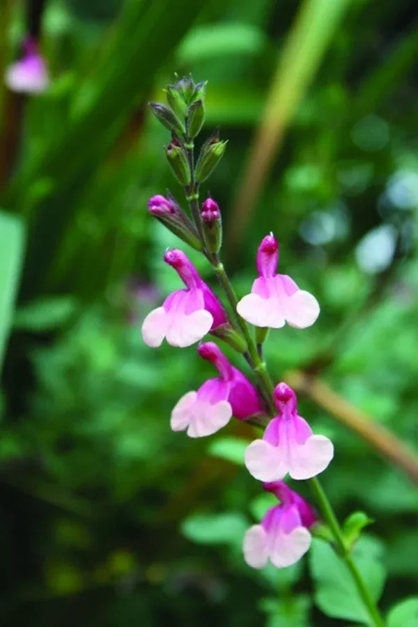 salvia-shell-dancer-ppaf Salvia ‘Shell Dancer’ PPAF