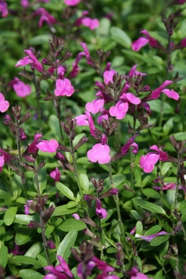 salvia-stampede-lavender Salvia ‘Stampede Lavender’