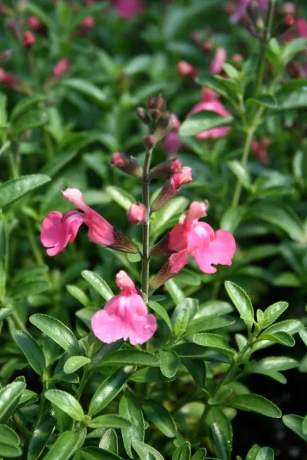 salvia-stampede-punch Salvia ‘Stampede Punch’