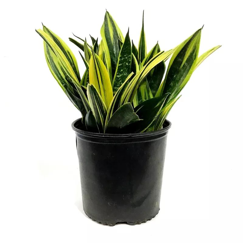 Sansevieria 10in Golden Flame