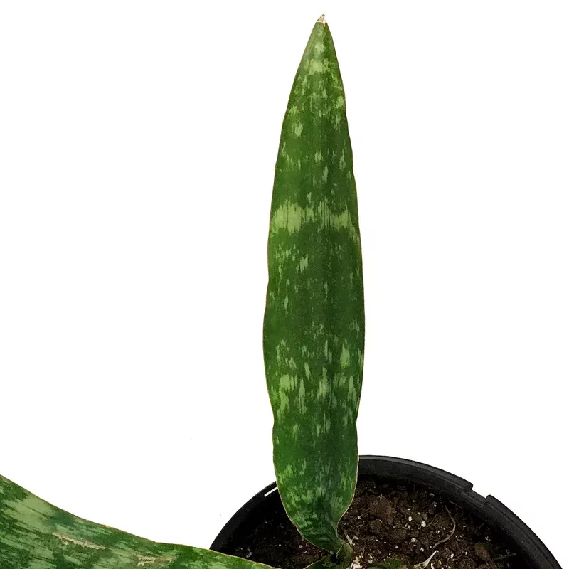 sansevieria-10in-jaboa Sansevieria 10in Jaboa