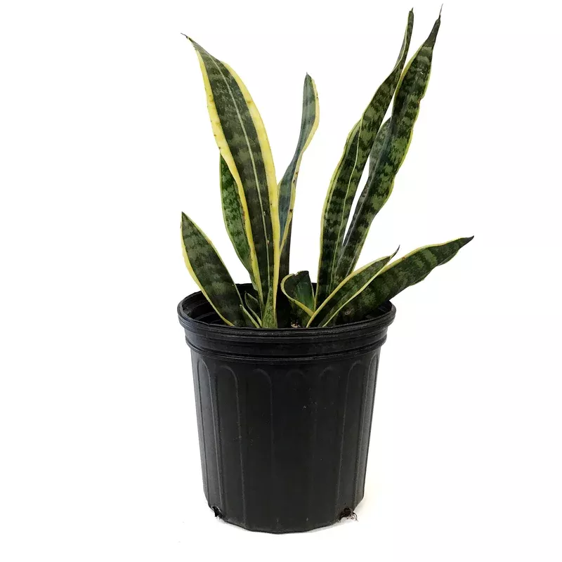 sansevieria-10in-laurentii Sansevieria 10in Laurentii