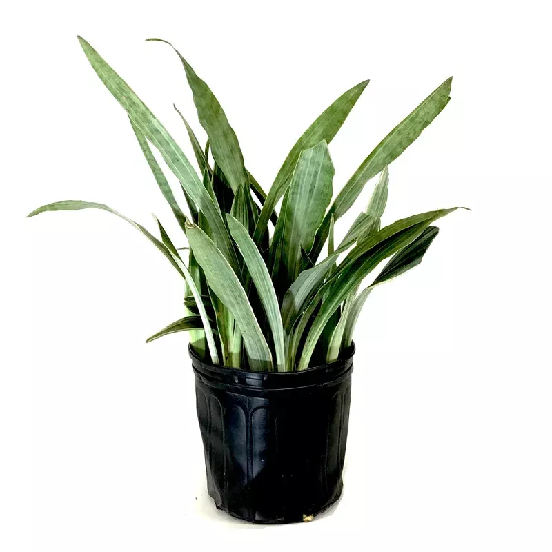 sansevieria-10in-sayuri Sansevieria 10in Sayuri