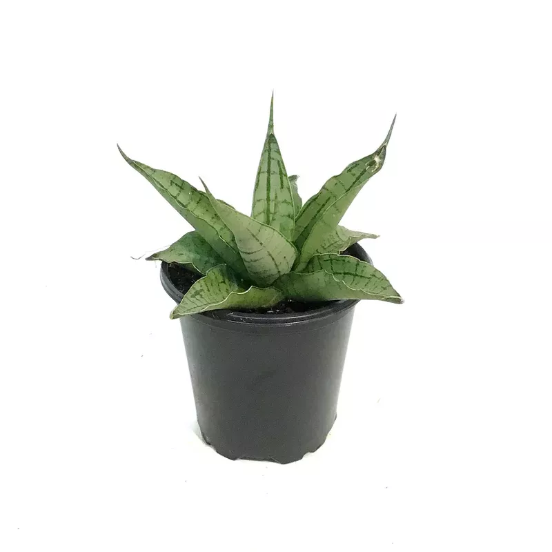 sansevieria-3-5in-himalayan Sansevieria 3.5in Himalayan