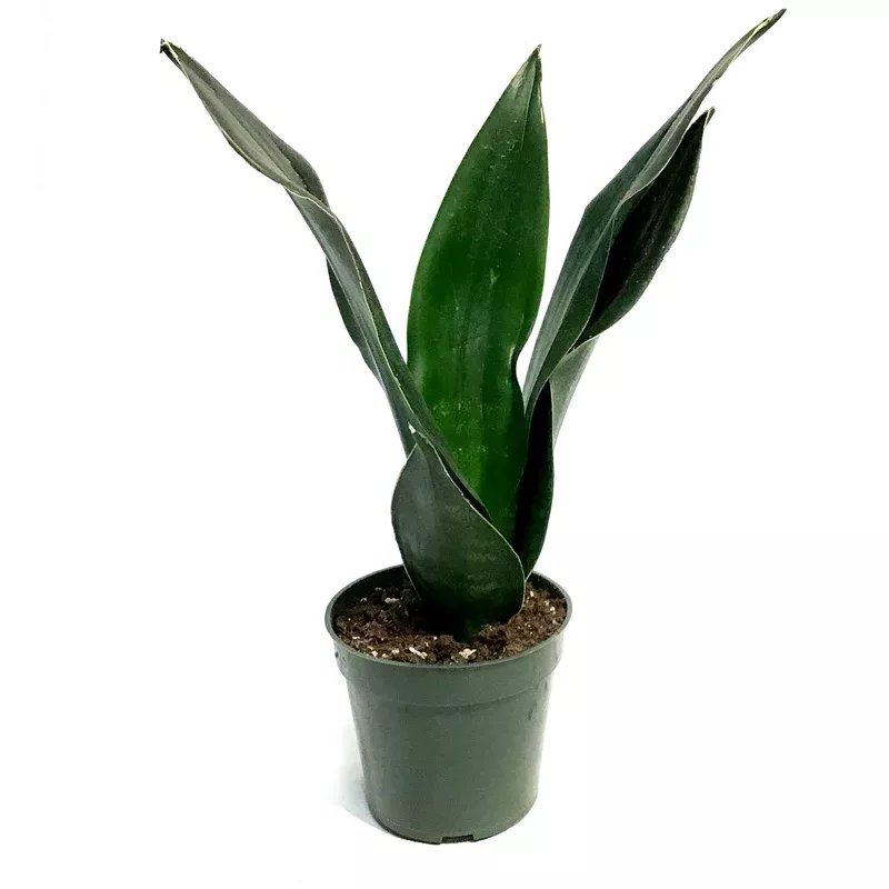 sansevieria-4in-black-diamond Sansevieria 4in Black Diamond