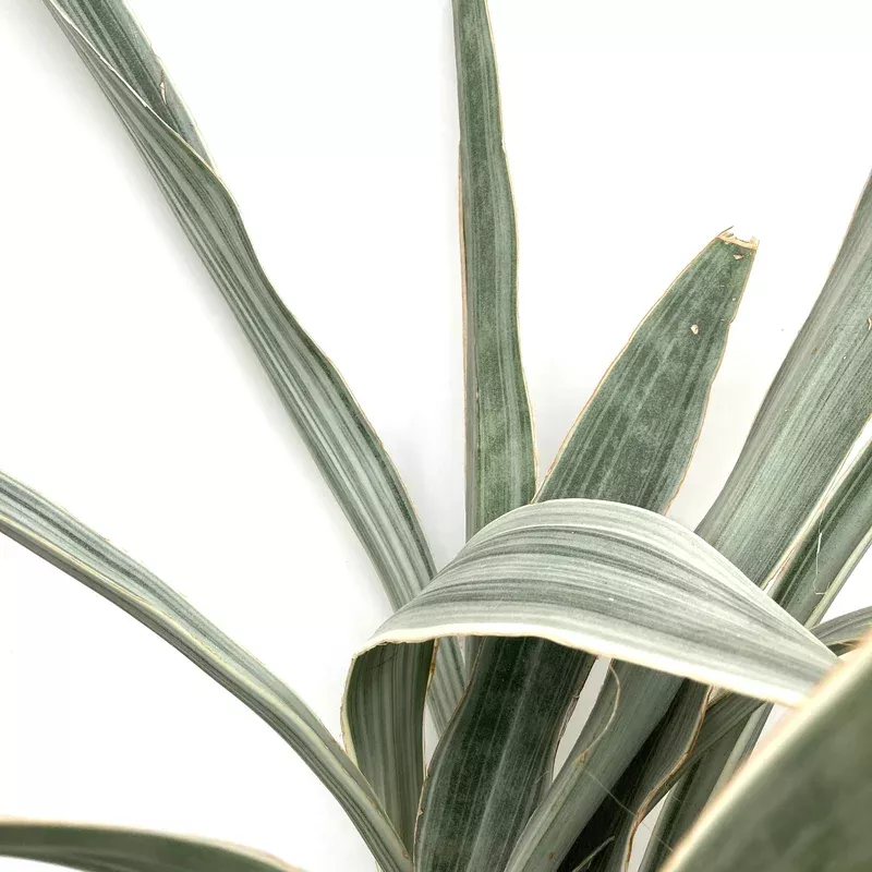 sansevieria-6in-sayuri Sansevieria 6in Sayuri