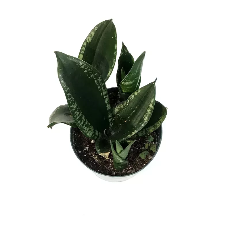 sansevieria-6in-silver-flame Sansevieria 6in Silver Flame